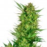 Семена ганжа  Auto Sweet Gelato feminised Ganja Seeds Семена ганжа  Auto Sweet Gelato feminised Ganja Seeds