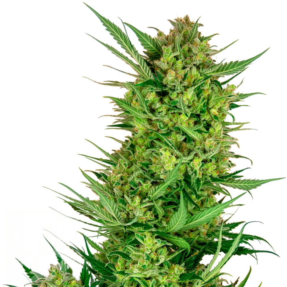 Семена ганжа  Auto Sweet Gelato feminised Ganja Seeds Семена ганжа  Auto Sweet Gelato feminised Ganja Seeds