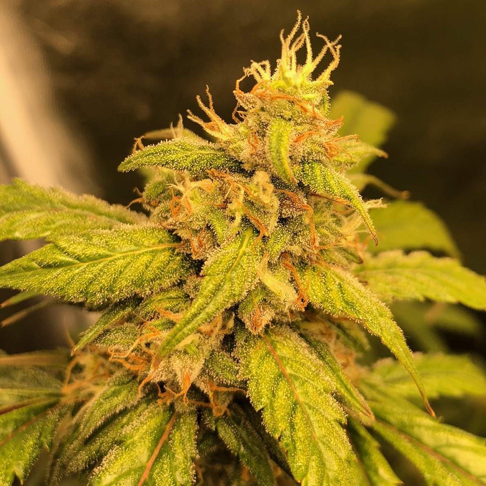 Семена каннабиса  Auto Black Jack regular Ganja Seeds