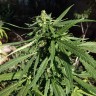 купить семена конопли интернет магазин Californian Orange regular купить семена конопли интернет магазин Californian Orange regular