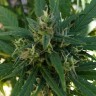 заказать семена конопли курьером Californian Orange regular заказать семена конопли курьером Californian Orange regular