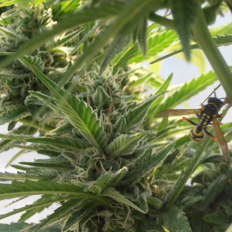 Семена каннабиса  Sweet Tooth feminised Ganja Seeds