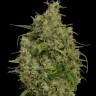 Семена каннабиса  Sweet Tooth feminised Ganja Seeds Семена каннабиса  Sweet Tooth feminised Ganja Seeds