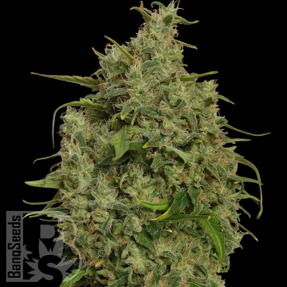 Семена каннабиса  Sweet Tooth feminised Ganja Seeds Семена каннабиса  Sweet Tooth feminised Ganja Seeds