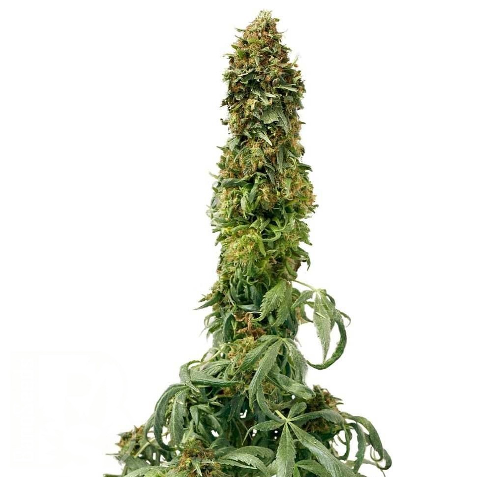 Семена каннабиса  Sweet Tooth feminised Ganja Seeds Семена каннабиса  Sweet Tooth feminised Ganja Seeds
