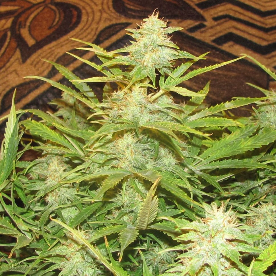 Семена марихуаны  Auto Medeo feminised Bang Seeds