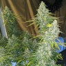 Феминизированные Семена Eleven Roses feminised Ganja Seeds Fast Version Феминизированные Семена Eleven Roses feminised Ganja Seeds Fast Version