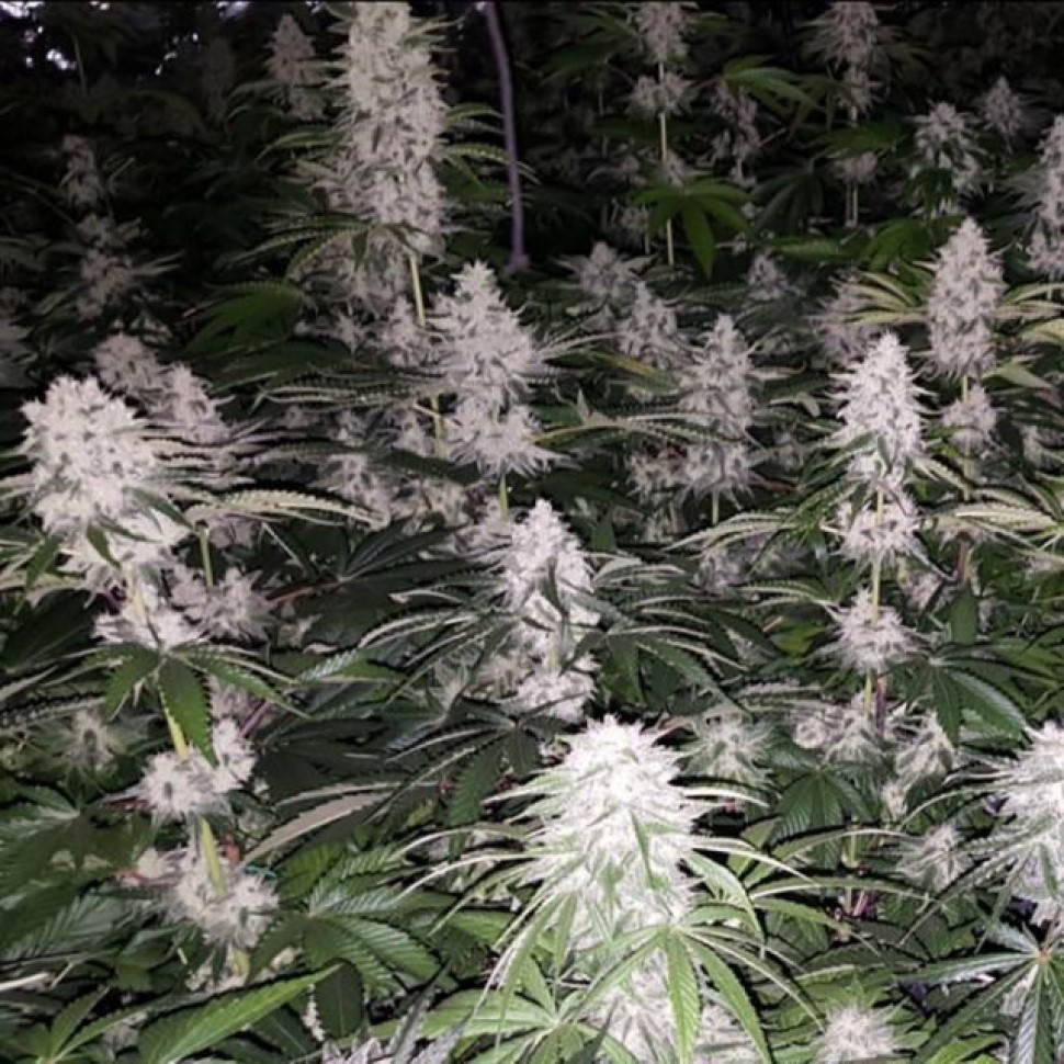 Заказать Сорт Eleven Roses feminised Ganja Seeds Fast Version  Заказать Сорт Eleven Roses feminised Ganja Seeds Fast Version
