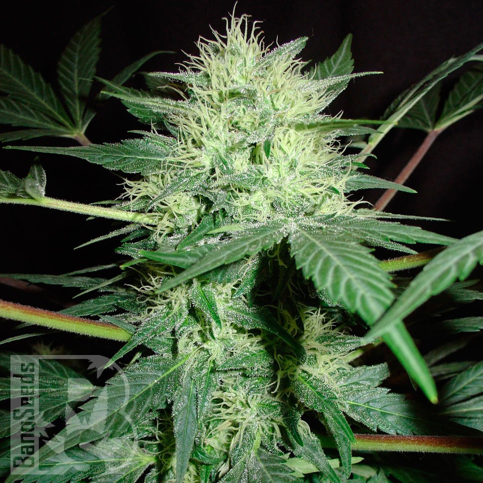 семена конопли марихуаны Auto CBD Northern Lights feminised семена конопли марихуаны Auto CBD Northern Lights feminised