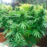 семена конопли гидропоники Auto CBD Northern Lights feminised Ganja Seeds семена конопли гидропоники Auto CBD Northern Lights feminised Ganja Seeds