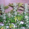 семена конопли дешево Auto CBD Northern Lights feminised Ganja Seeds семена конопли дешево Auto CBD Northern Lights feminised Ganja Seeds