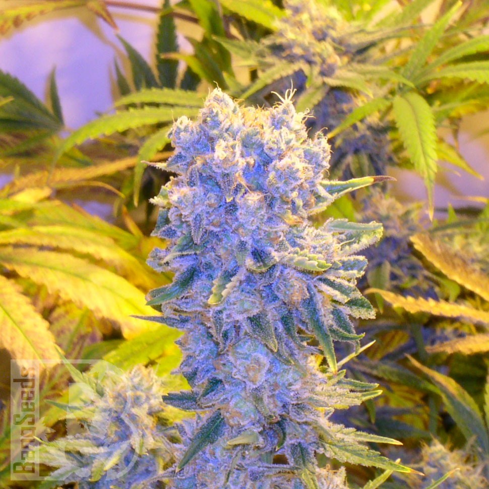 семена конопли элитных сортов Auto CBD Northern Lights feminised семена конопли элитных сортов Auto CBD Northern Lights feminised