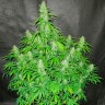 семена конопли для выращивания Auto CBD Northern Lights feminised  семена конопли для выращивания Auto CBD Northern Lights feminised