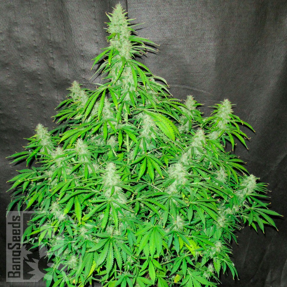 семена конопли для выращивания Auto CBD Northern Lights feminised  семена конопли для выращивания Auto CBD Northern Lights feminised
