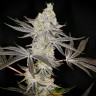 Семена конопли  Auto Zkittlez OG feminised Ganja Seeds Семена конопли  Auto Zkittlez OG feminised Ganja Seeds