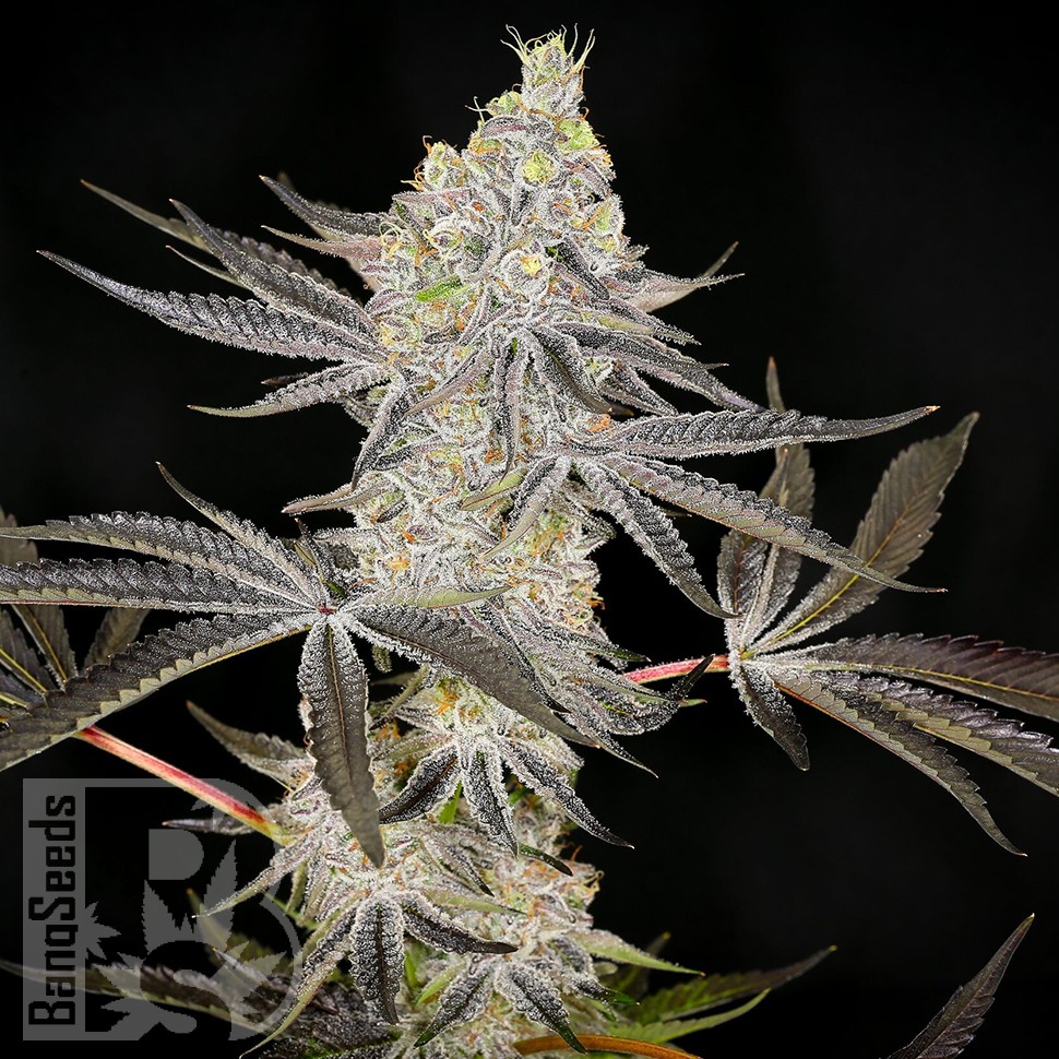 Семена конопли  Auto Zkittlez OG feminised Ganja Seeds Семена конопли  Auto Zkittlez OG feminised Ganja Seeds