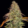 Семена конопли  Auto Zkittlez OG feminised Ganja Seeds Семена конопли  Auto Zkittlez OG feminised Ganja Seeds