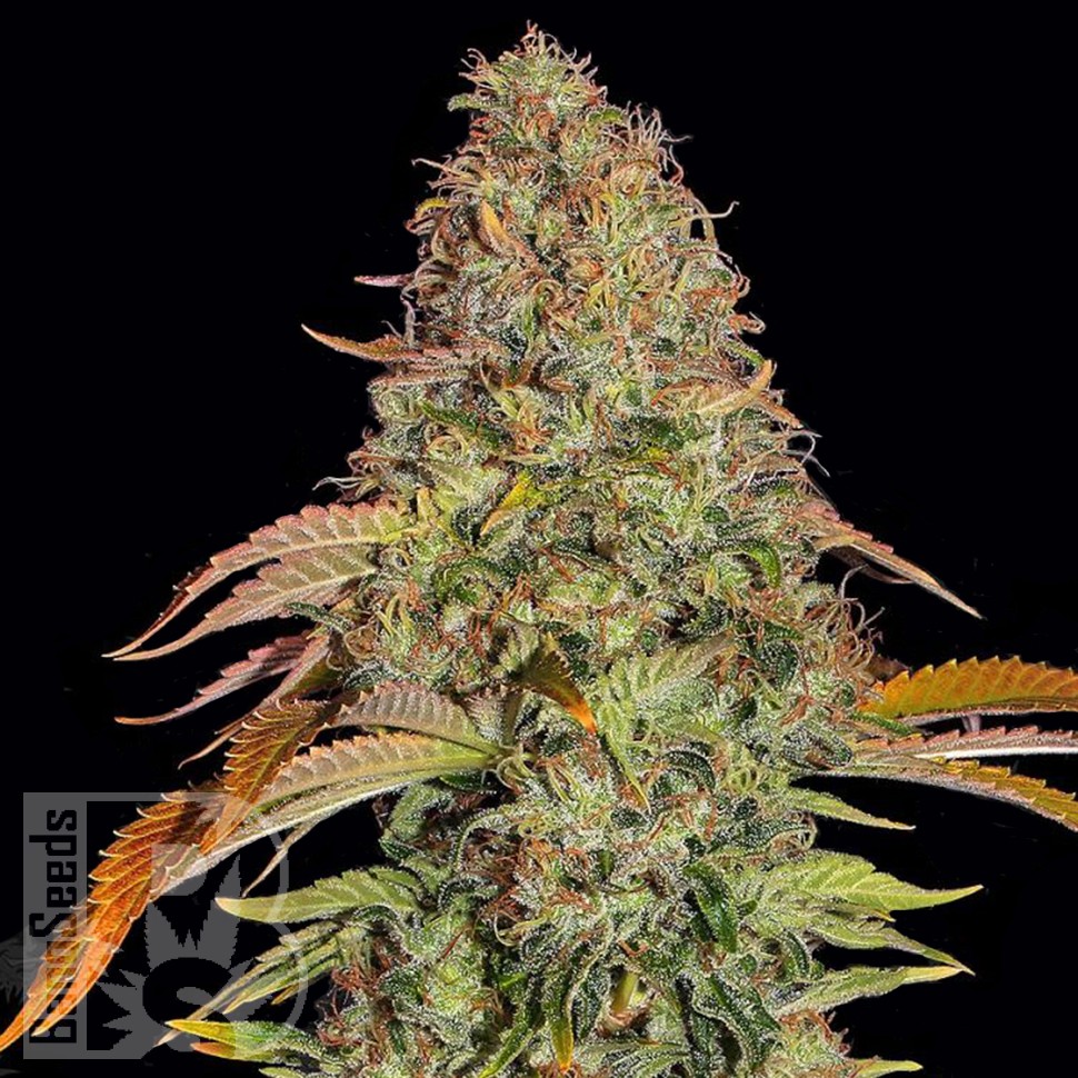 Семена конопли  Auto Zkittlez OG feminised Ganja Seeds Семена конопли  Auto Zkittlez OG feminised Ganja Seeds