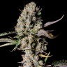 Семена конопли  Auto Zkittlez OG feminised Ganja Seeds Семена конопли  Auto Zkittlez OG feminised Ganja Seeds