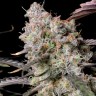 Семена конопли  Auto Zkittlez OG feminised Ganja Seeds Семена конопли  Auto Zkittlez OG feminised Ganja Seeds