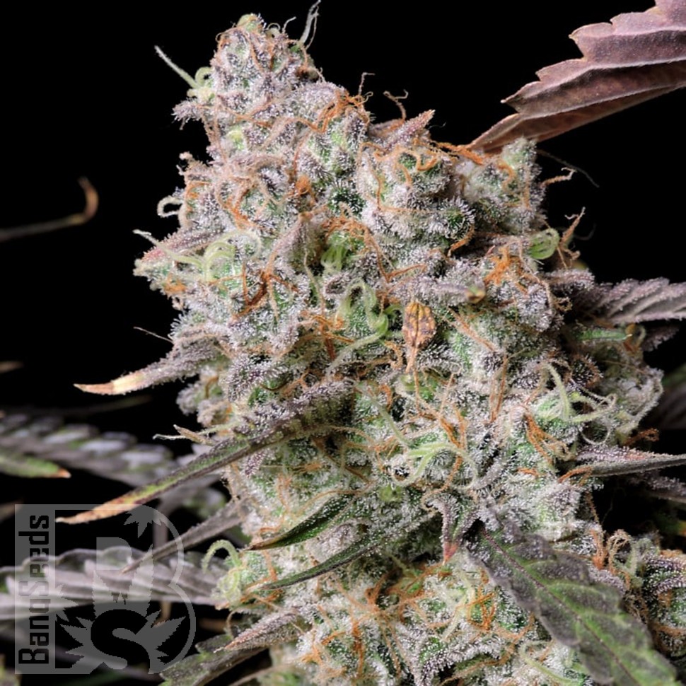 Семена конопли  Auto Zkittlez OG feminised Ganja Seeds Семена конопли  Auto Zkittlez OG feminised Ganja Seeds