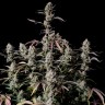Семена конопли  Auto Zkittlez OG feminised Ganja Seeds Семена конопли  Auto Zkittlez OG feminised Ganja Seeds