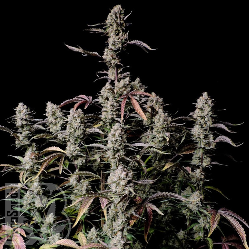 Семена конопли  Auto Zkittlez OG feminised Ganja Seeds Семена конопли  Auto Zkittlez OG feminised Ganja Seeds