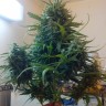 купить семена конопли марихуаны Moby Dick feminised купить семена конопли марихуаны Moby Dick feminised