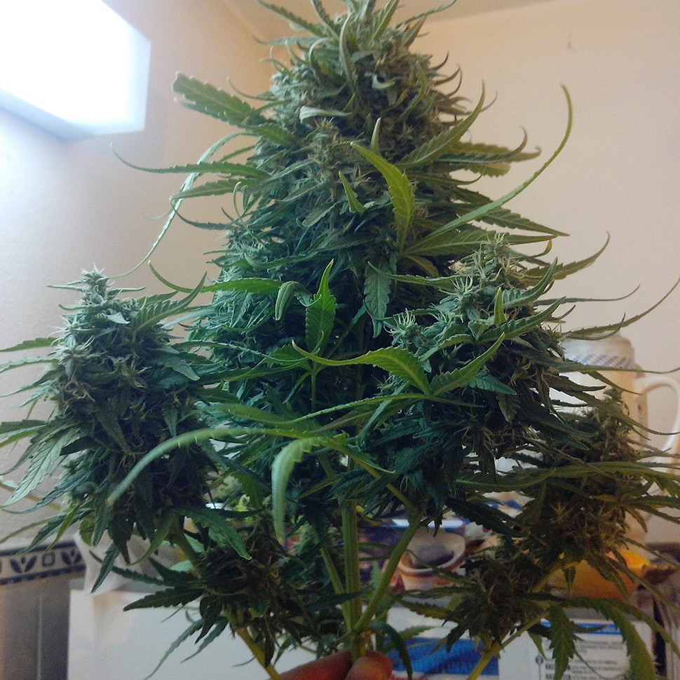 Семена марихуаны  Moby Dick feminised Ganja Seeds