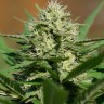 Семена марихуаны  Auto Shalkar feminised Bang Seeds Семена марихуаны  Auto Shalkar feminised Bang Seeds