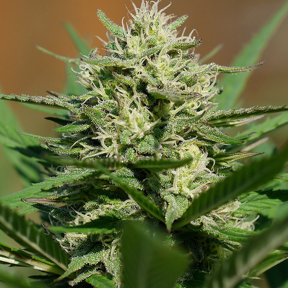 Семена марихуаны  Auto Shalkar feminised Bang Seeds Семена марихуаны  Auto Shalkar feminised Bang Seeds