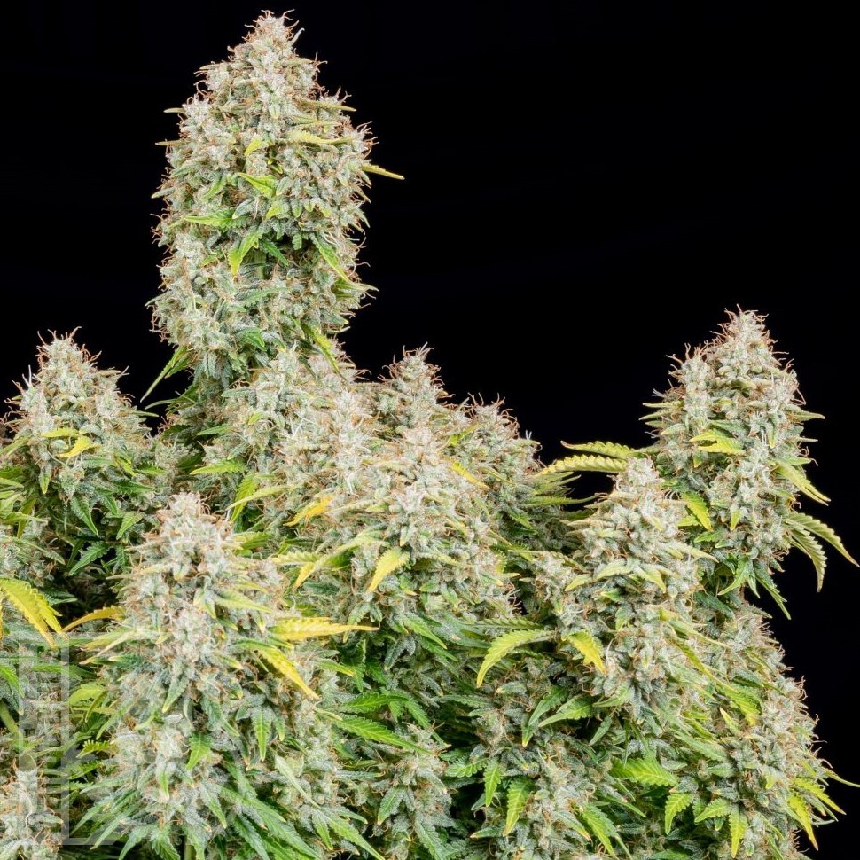 Семена марихуаны  Auto Shalkar feminised Bang Seeds Семена марихуаны  Auto Shalkar feminised Bang Seeds