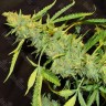 Семена марихуаны  Auto Northern Lights x AK feminised Ganja Seeds Семена марихуаны  Auto Northern Lights x AK feminised Ganja Seeds