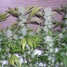 Семена конопли  Northern Lights x Chronic feminised Ganja Seeds Семена конопли  Northern Lights x Chronic feminised Ganja Seeds