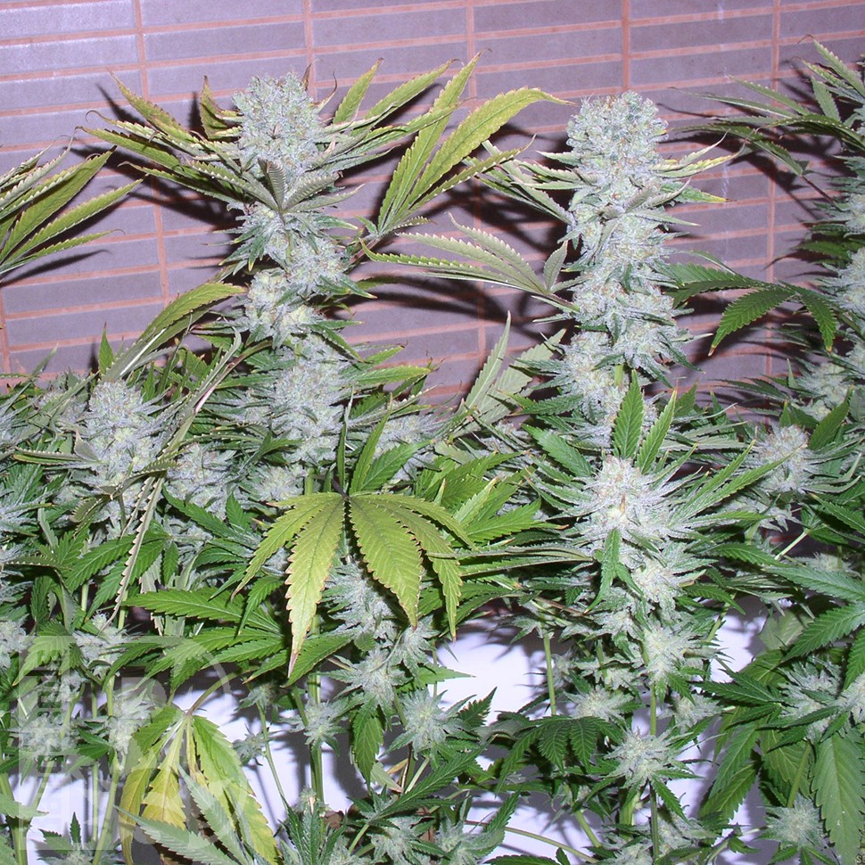 Семена конопли  Northern Lights x Chronic feminised Ganja Seeds Семена конопли  Northern Lights x Chronic feminised Ganja Seeds