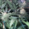 купить семена конопли дешево Pegas reg купить семена конопли дешево Pegas reg