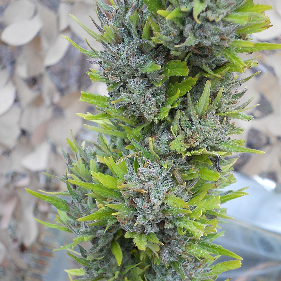 Семена конопли  Colombian Gold feminised Ganja Seeds