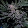 купить семена конопли в интернете Auto White Diesel Haze reg купить семена конопли в интернете Auto White Diesel Haze reg