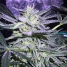 купить семена конопли гидропоники Auto White Diesel Haze reg купить семена конопли гидропоники Auto White Diesel Haze reg