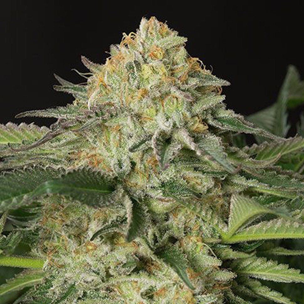 Семена каннабиса  Amnesia Lemon feminised Ganja Seeds
