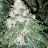 Семена каннабиса  Amnesia Lemon feminised Ganja Seeds Семена каннабиса  Amnesia Lemon feminised Ganja Seeds
