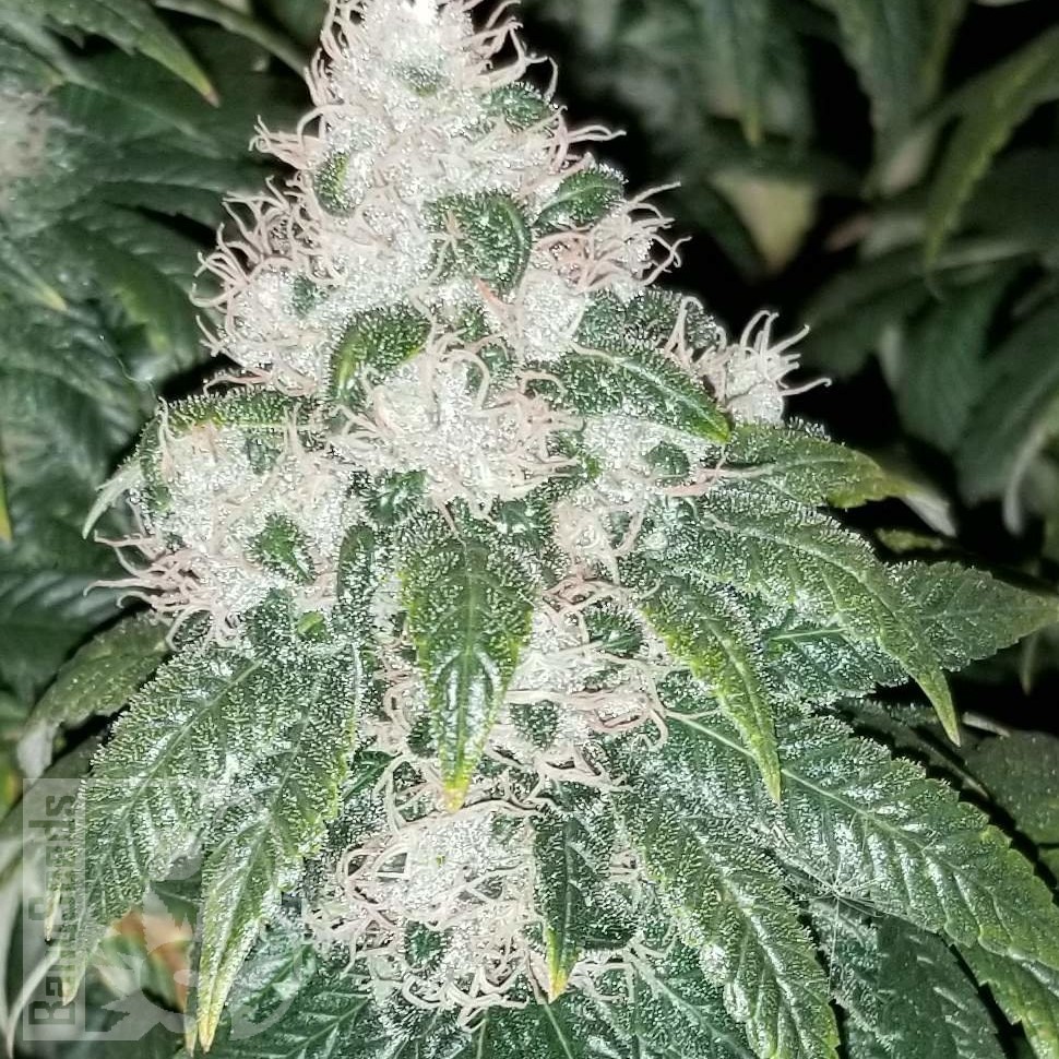 Семена каннабиса  Amnesia Lemon feminised Ganja Seeds Семена каннабиса  Amnesia Lemon feminised Ganja Seeds