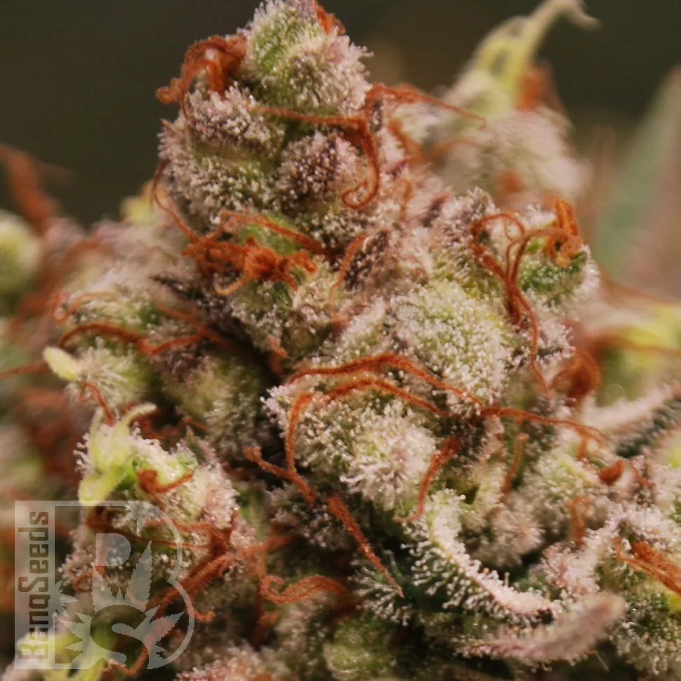 Семена каннабиса  Amnesia Lemon feminised Ganja Seeds Семена каннабиса  Amnesia Lemon feminised Ganja Seeds