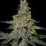 Семена конопли  Auto Talas feminised Bang Seeds Семена конопли  Auto Talas feminised Bang Seeds