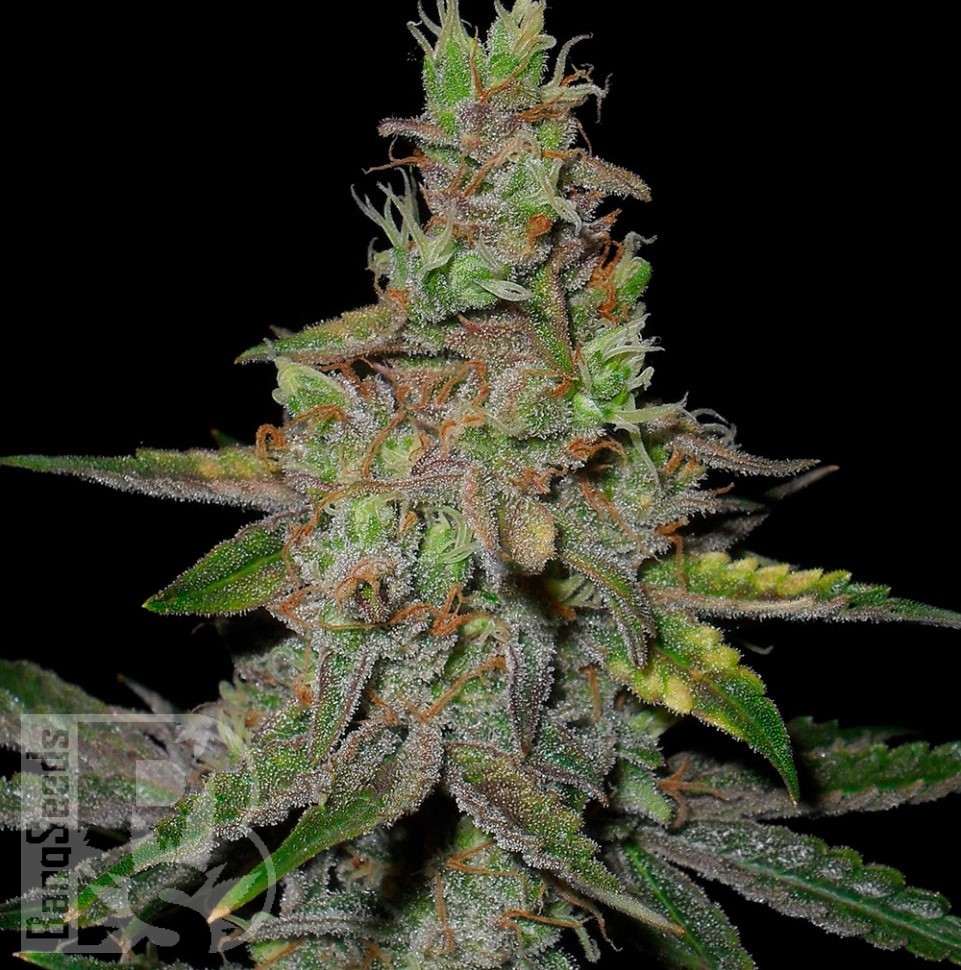 Семена конопли  Auto Talas feminised Bang Seeds