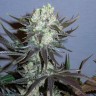 Семена конопли  Auto Talas feminised Bang Seeds Семена конопли  Auto Talas feminised Bang Seeds
