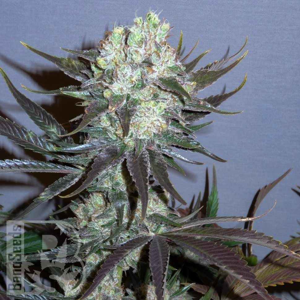 Семена конопли  Auto Talas feminised Bang Seeds Семена конопли  Auto Talas feminised Bang Seeds