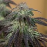 Семена конопли  Auto Talas feminised Bang Seeds Семена конопли  Auto Talas feminised Bang Seeds