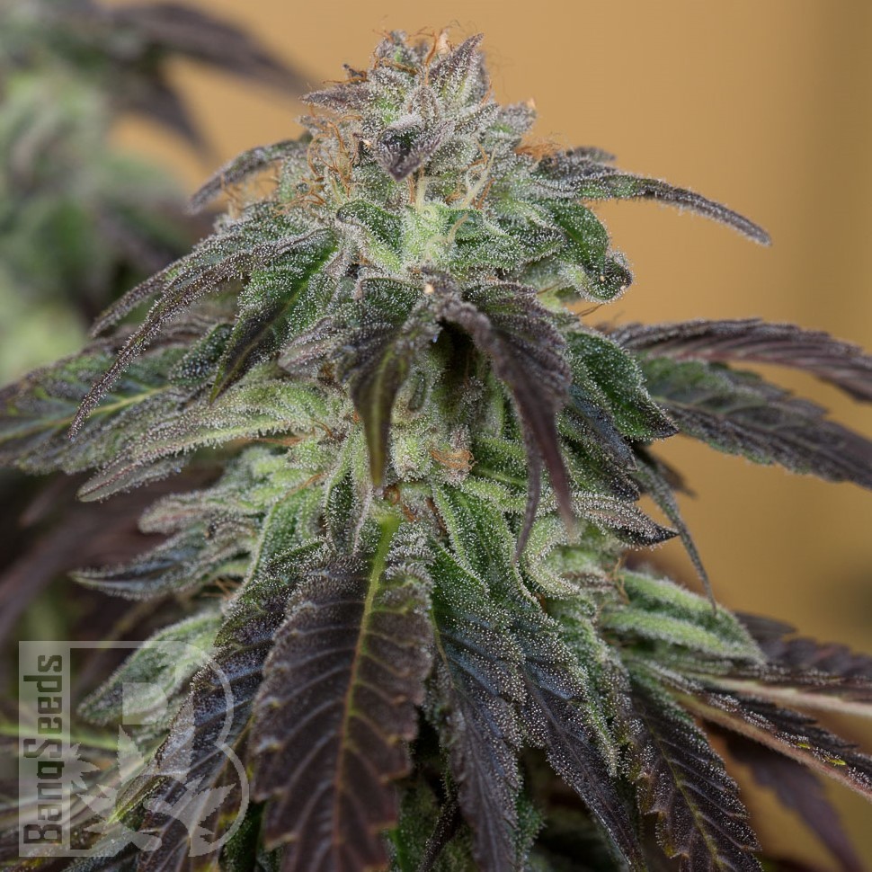 Семена конопли  Auto Talas feminised Bang Seeds Семена конопли  Auto Talas feminised Bang Seeds