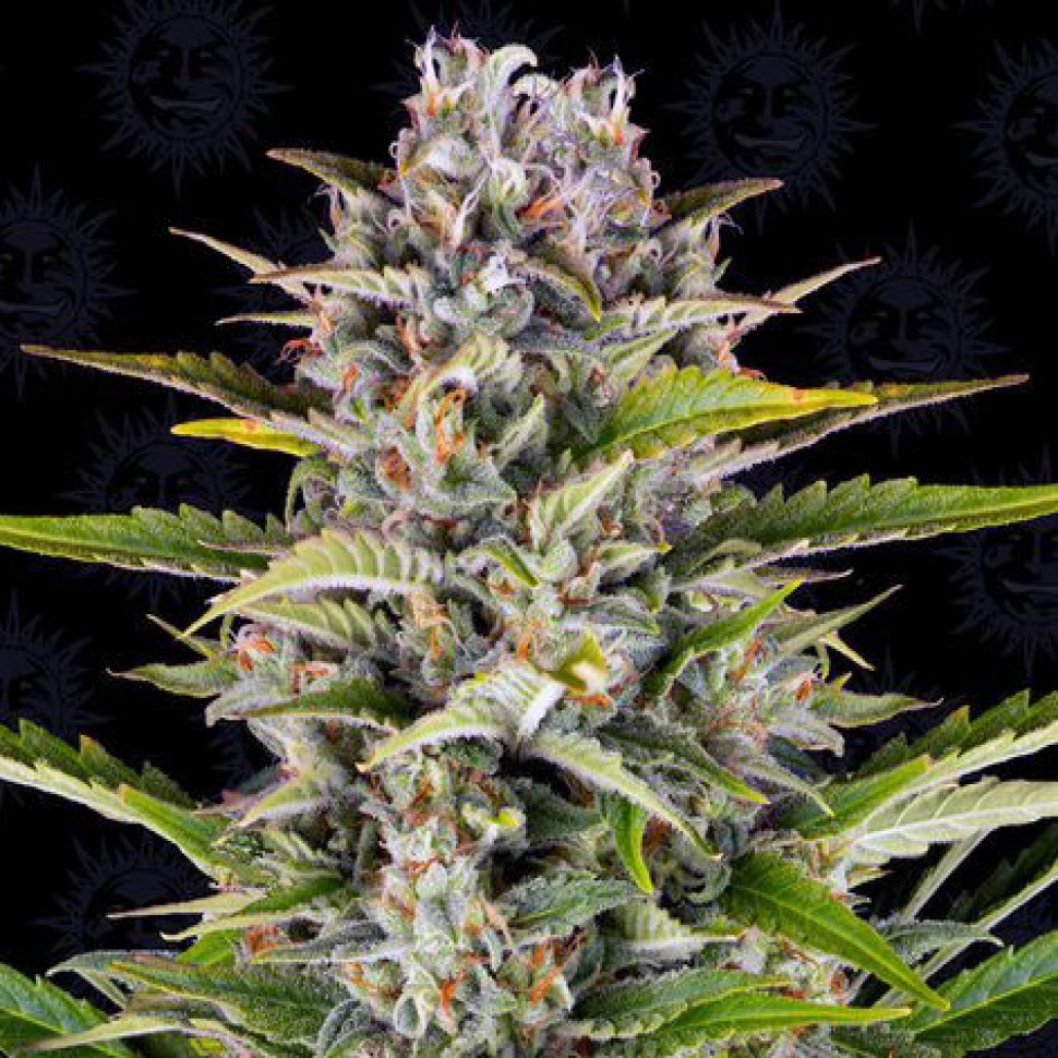 Выбирай лучшее в интернете Gorilla Zkittlez feminised  Выбирай лучшее в интернете Gorilla Zkittlez feminised